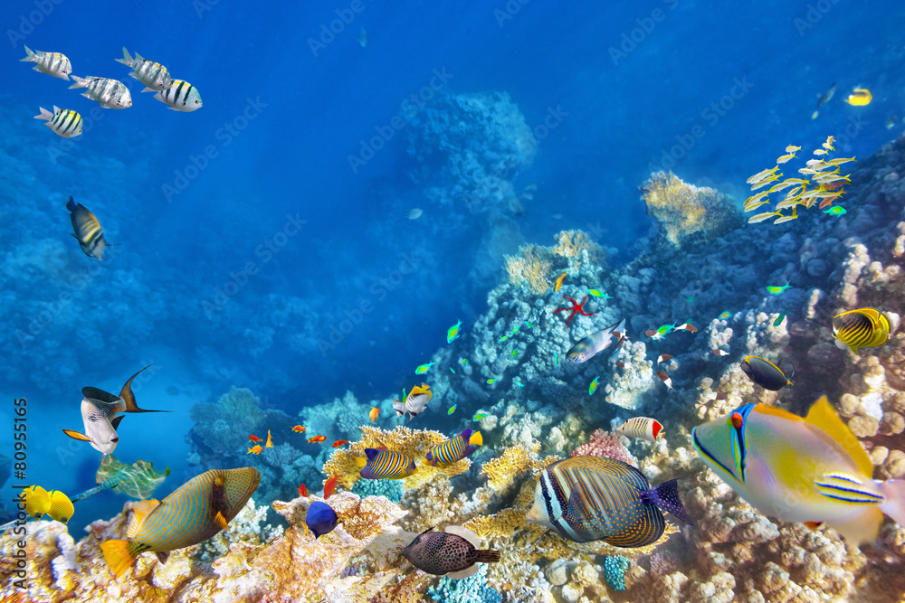 Obraz premium Underwater world with corals and tropical fish.