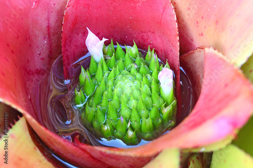 pollen of Bromeliad, Bromeliaceae Flower Inside Macro shot