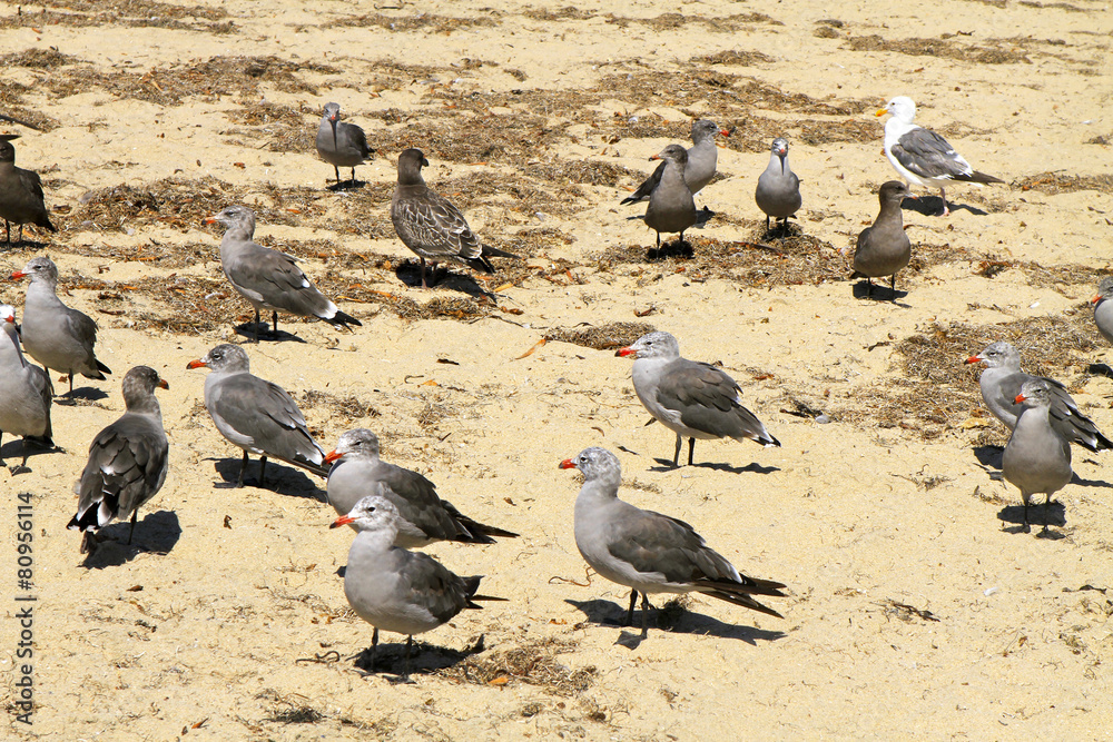 Fototapeta premium mouettes sur la côte californienne