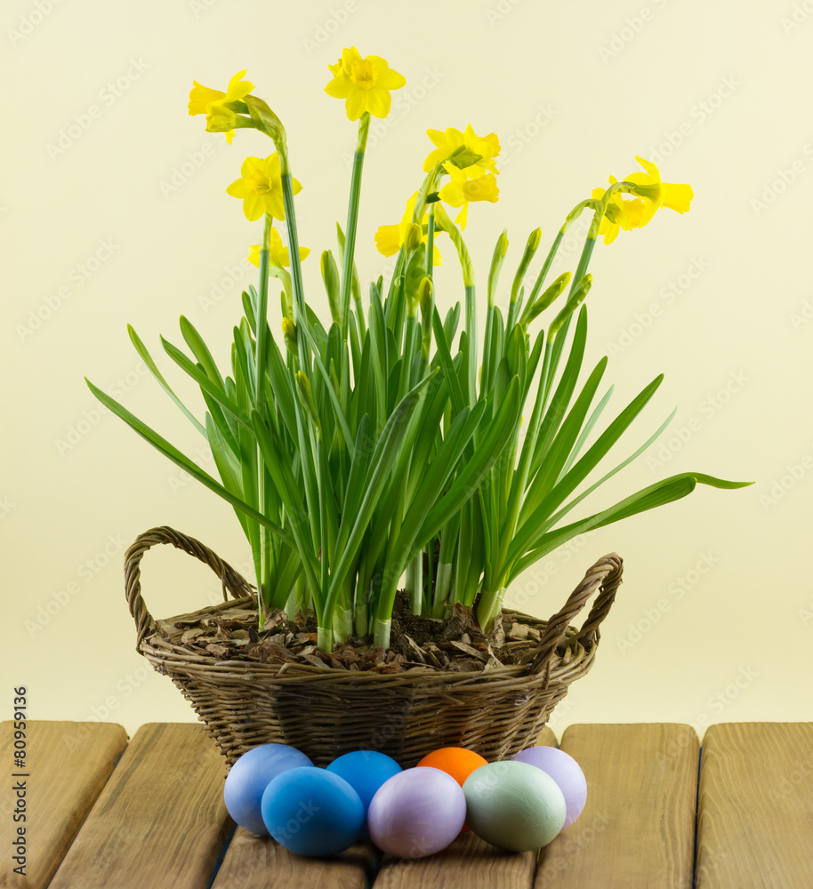 Fototapeta premium Colored Easter eggs with bunch of Narcissuses flowers