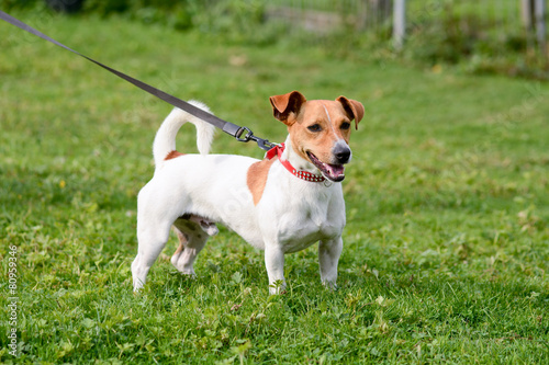 Fototapeta Naklejka Na Ścianę i Meble -  Jack Russell dog walking on lead in park