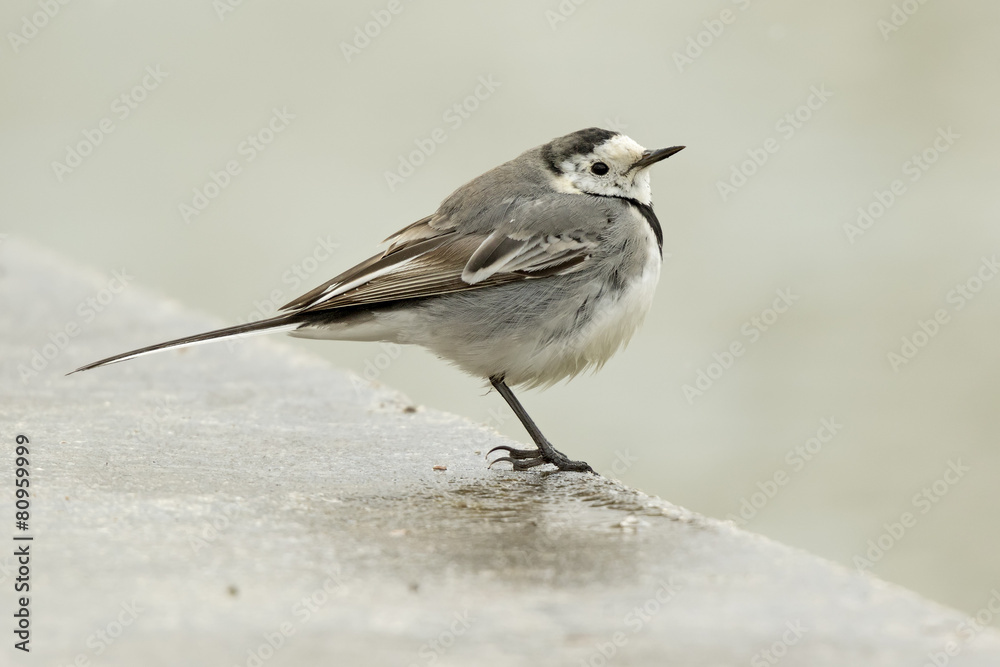 White Wagtail White Wagtail