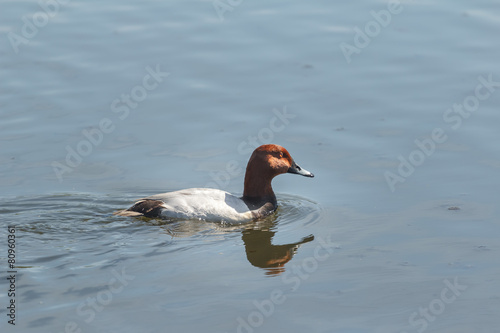 Floating adult male pochard or Aythya ferina looking for food