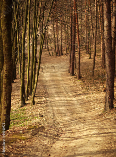 Path in old forest  road between trees  nature background