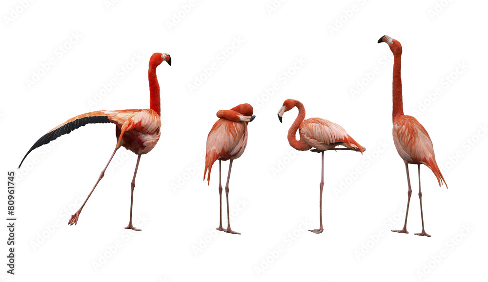 Obraz premium Four pink flamingo birds isolated on white