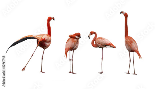 Four pink flamingo birds isolated on white © vesta48