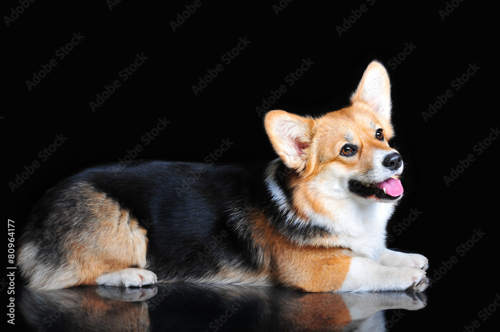 Welsh Corgi Pembroke lies on the floor, isolated on black Welsh Corgi Pembroke lies on the floor, isolated on black