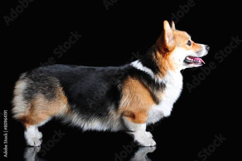 Exterior of Welsh Corgi Pembroke, isolated on black