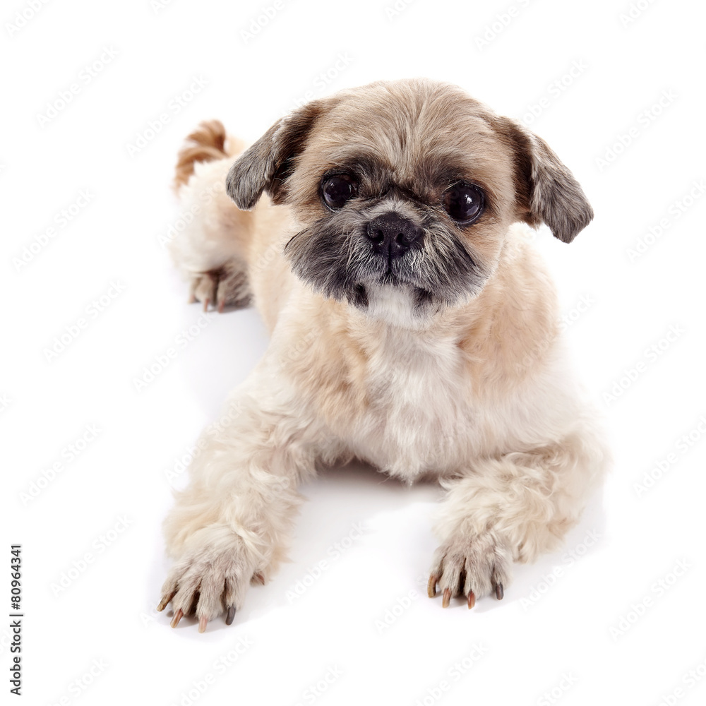 Small doggie of breed of a shih-tzu