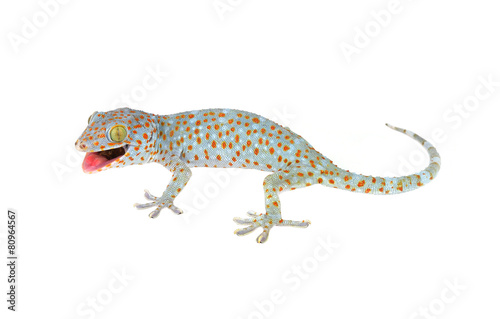 Tokay Gecko