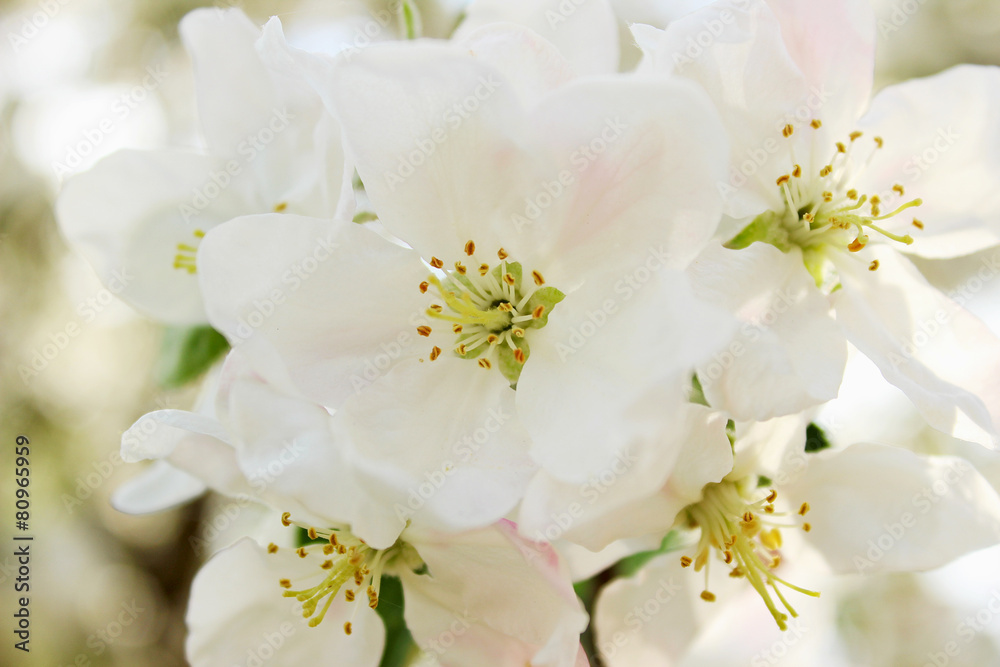 Blooming apple tree Blooming apple tree
