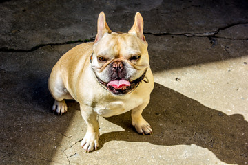 Leinwandbilder Französische Bulldogge Französische Bulldogge im Sonnenlicht  © Satoshi Kina