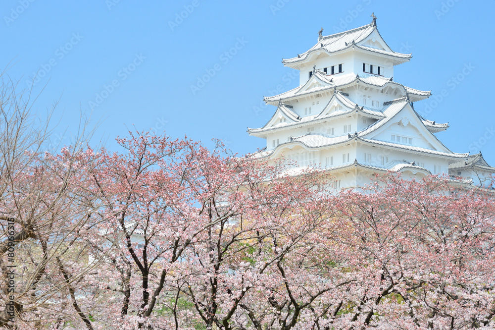 Himeji castle in spring