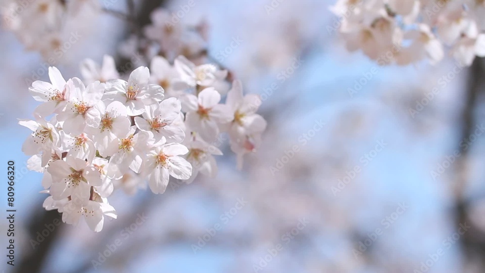 cherry tree cherry tree