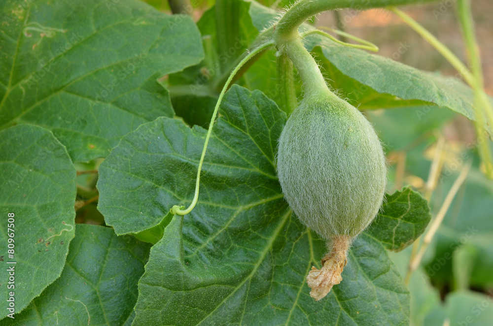 Fototapeta premium watermelon bud at trail