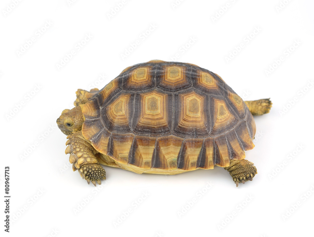 turtle isolated on white background turtle isolated on white background