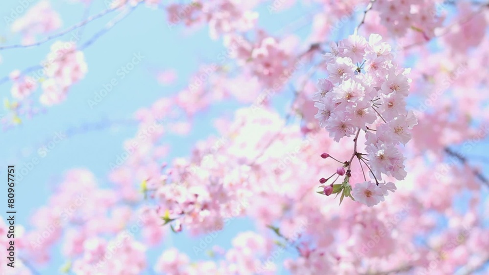 Cherry Tree Cherry Tree