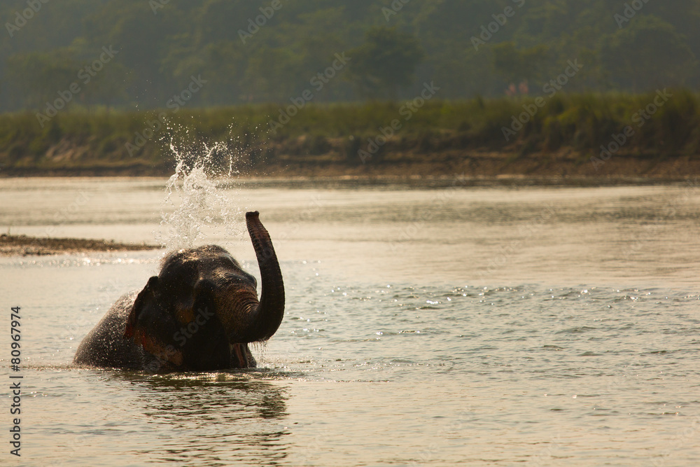 Fototapeta premium Elephant playing with water in a river, Chitwan