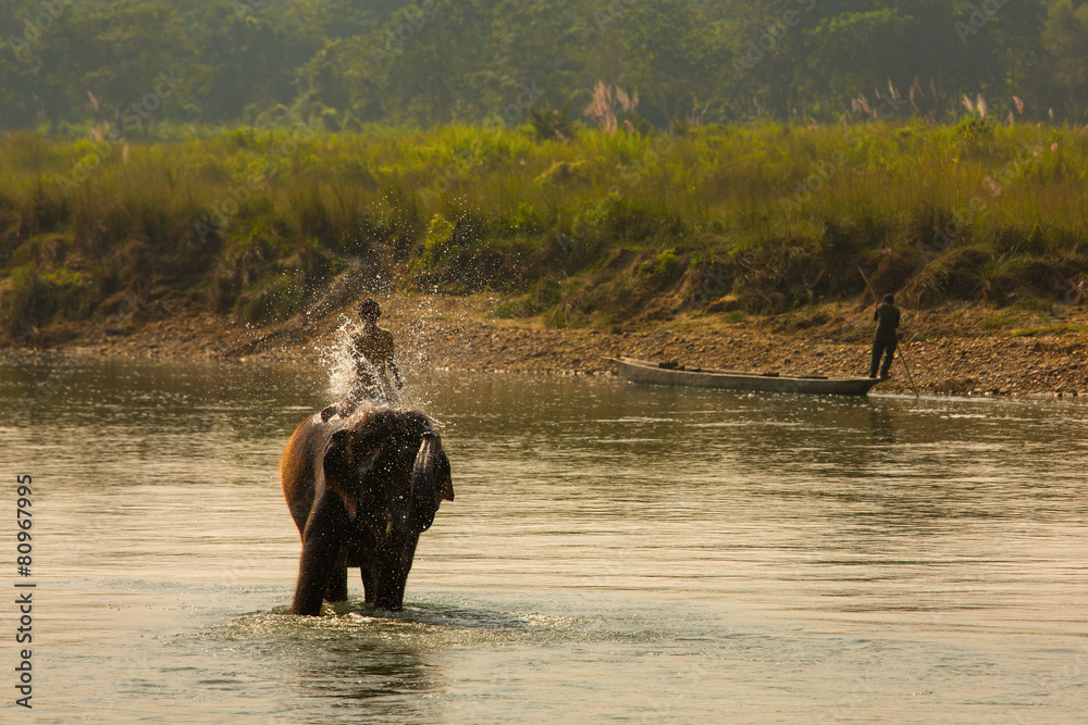 Man washing his elephant on the banks of river Man washing his elephant on the banks of river