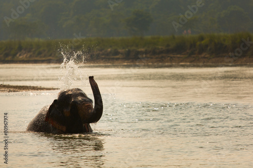 Elephant playing with water in a river, Chitwan © danmir12
