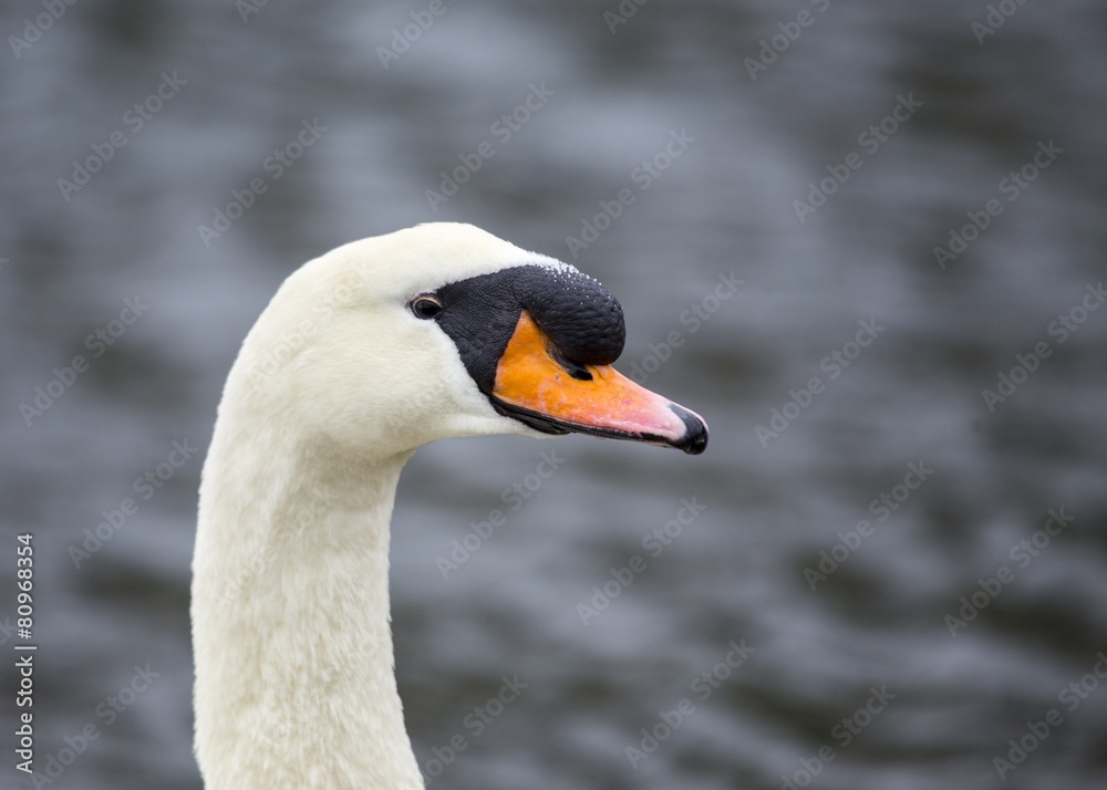 Mute Swan