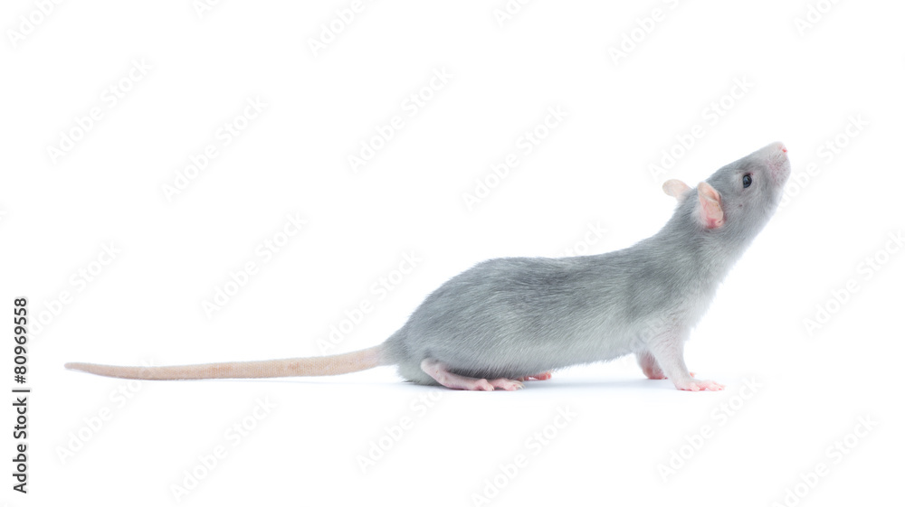 rat rat