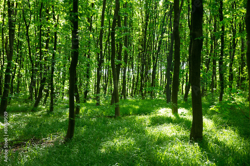  green forest