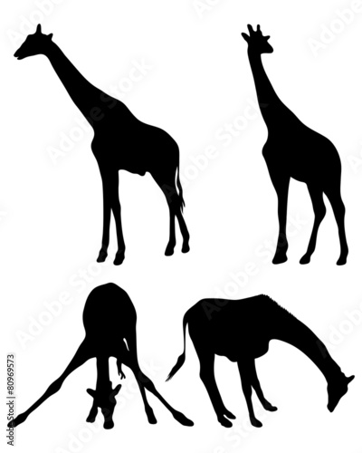 Photography Black silhouette of giraffes, vector