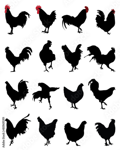 Silhouettes of roosters and hens, vector