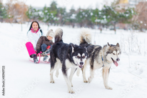 family, malamutes, sled © lobodaphoto