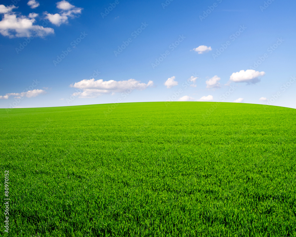 sky and grass field background