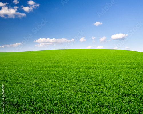 Fototapeta Naklejka Na Ścianę i Meble -  sky and grass field background