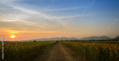 Sunflower field over blue sky