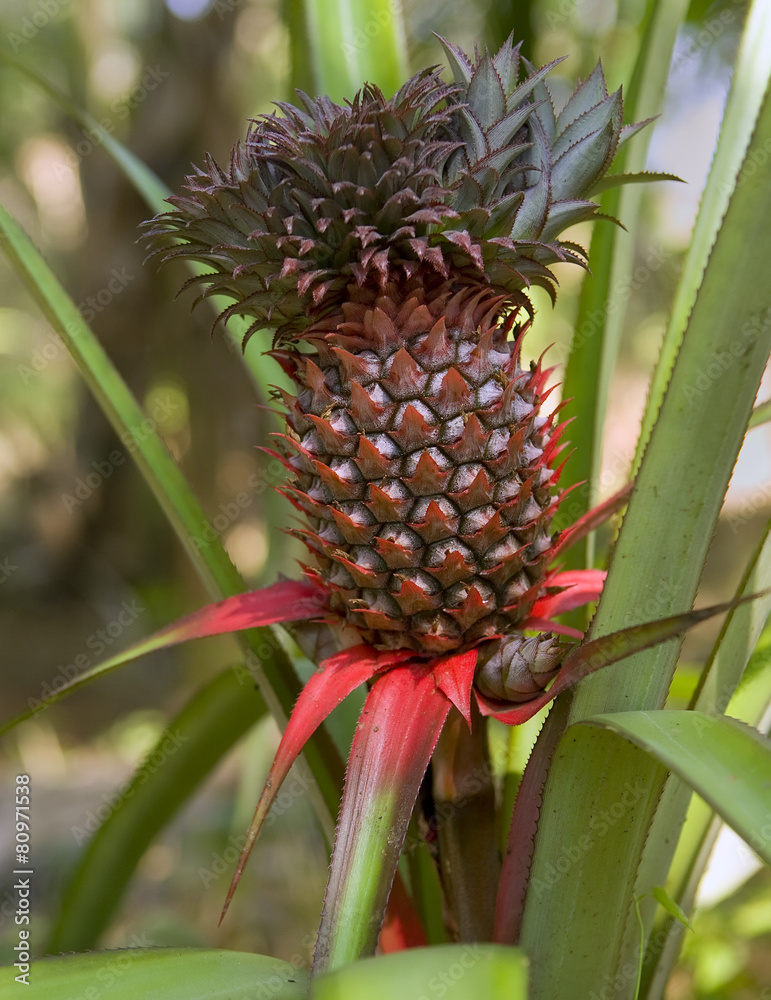 Pineapple tropical fruit growing in a farm Pineapple tropical fruit growing in a farm