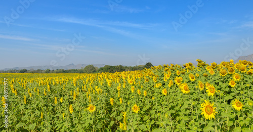 Sunflower field over blue sky © boonsom