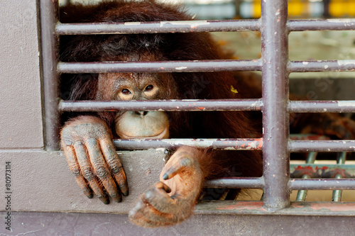 Lonely old Orangutan in the cage
