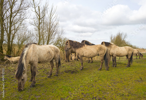 Herd of horses in nature in spring