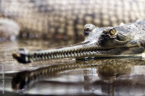 Gharial (also known as gavial)