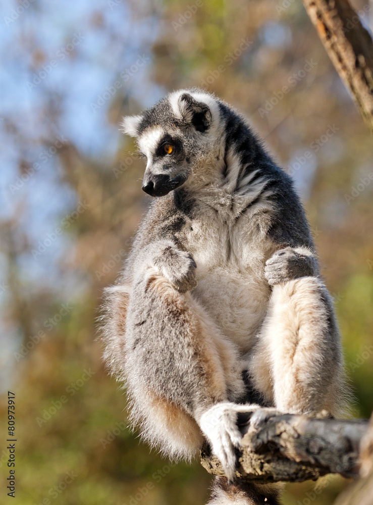 Fototapeta premium Ring-tailed lemur (Lemur catta)