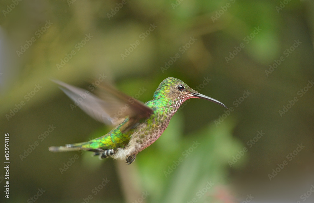 Fototapeta premium Violet-capped Hummingbird is flying in the air