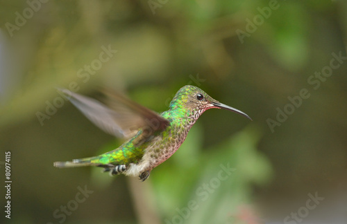 Violet-capped Hummingbird is flying in the air