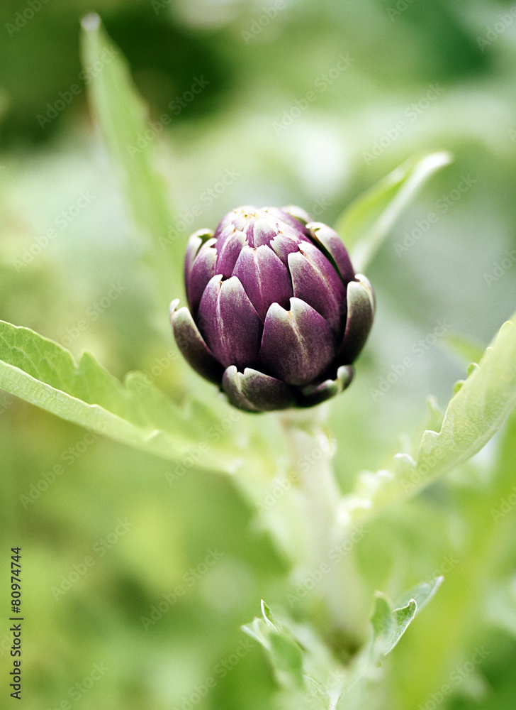 Obraz premium Artischockenpflanze