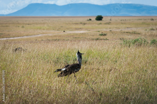 birds in the Masai Mara © Herbert