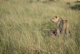 Lioness eating a wildebeest in tall grass on South African plain