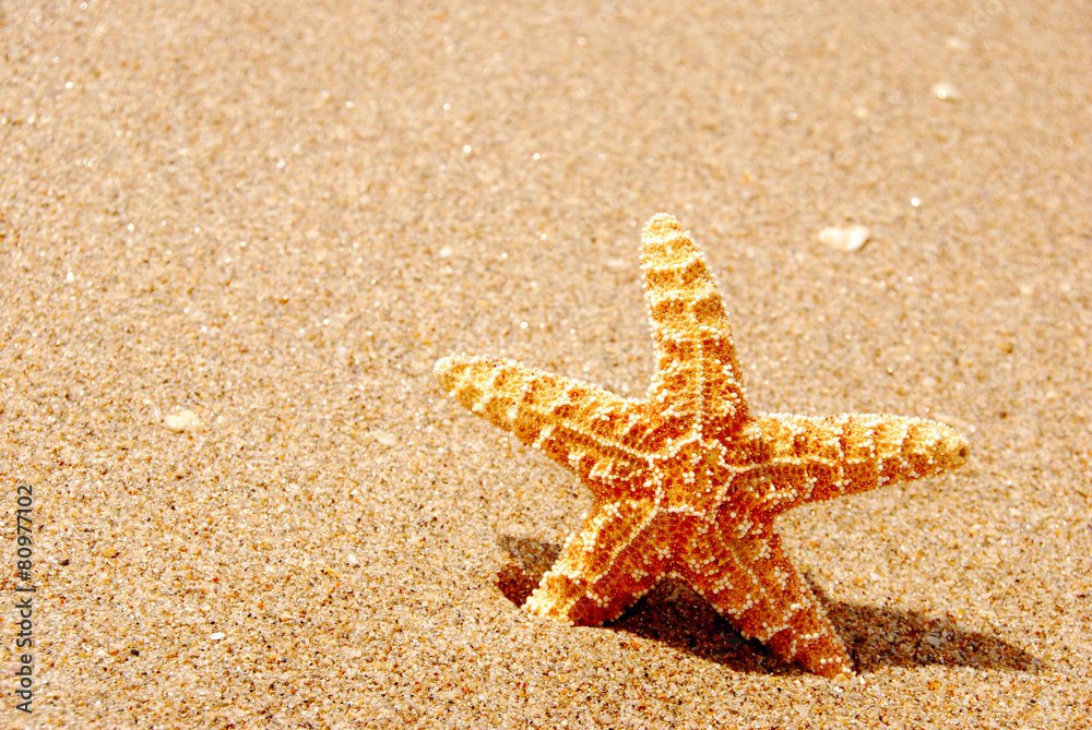 Star Fish standing in sand on beach Star Fish standing in sand on beach