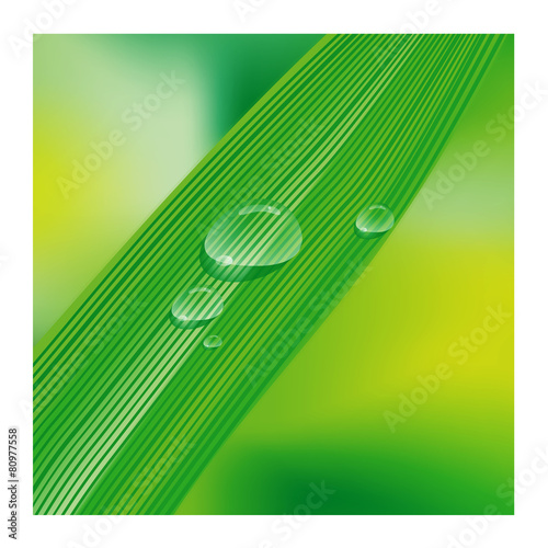 dew on the grass