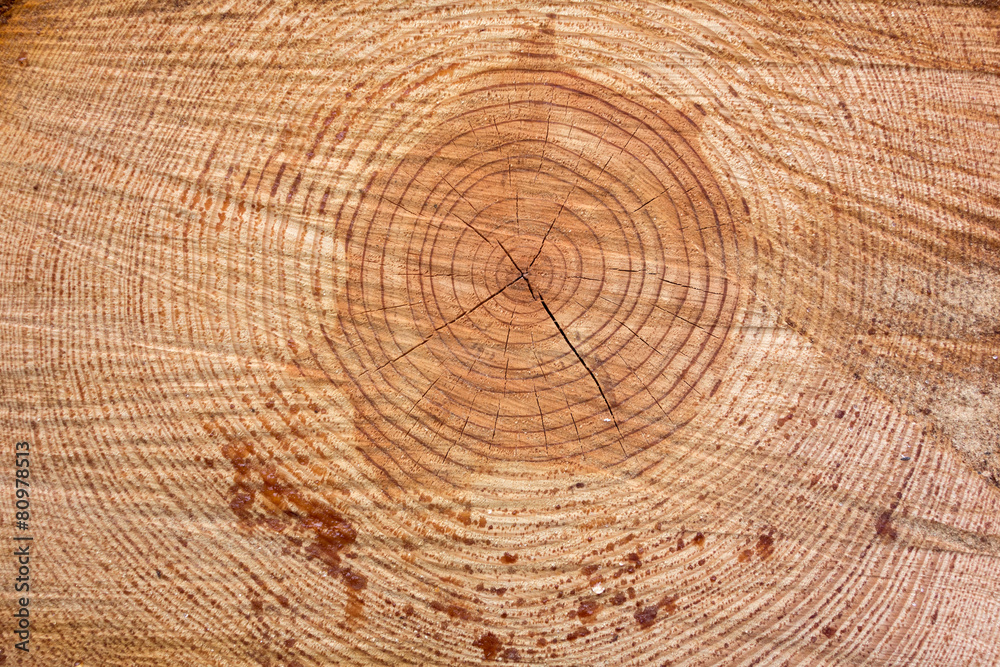 Freshly cut tree log