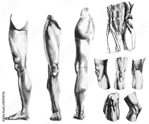 Leg, knee, abdomen muscles