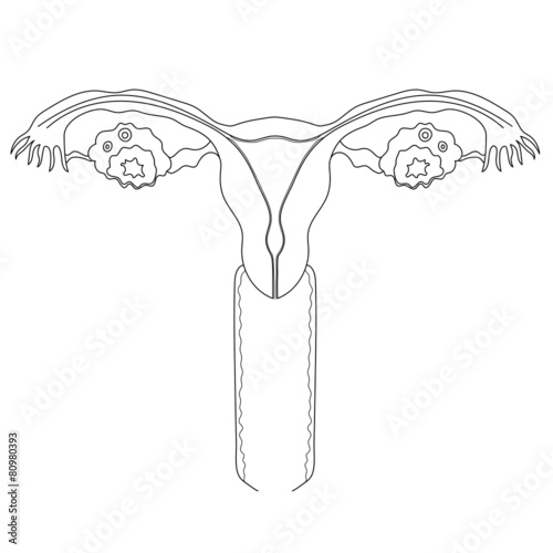 The uterus and ovaries
