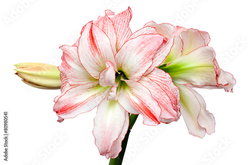 Hippeastrum Double Record